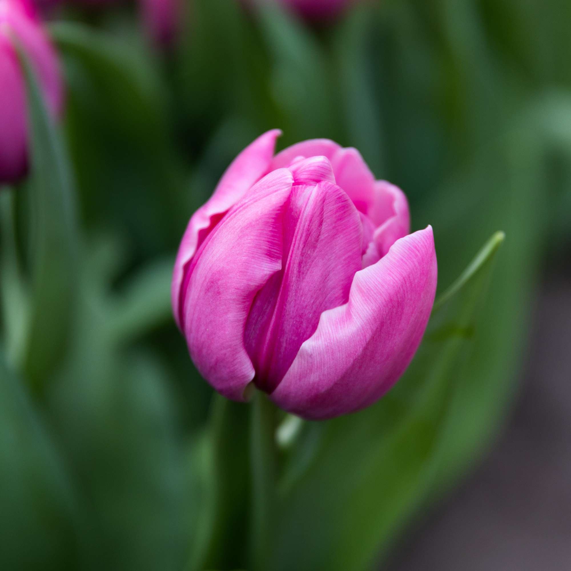Tulpe 'Double You'